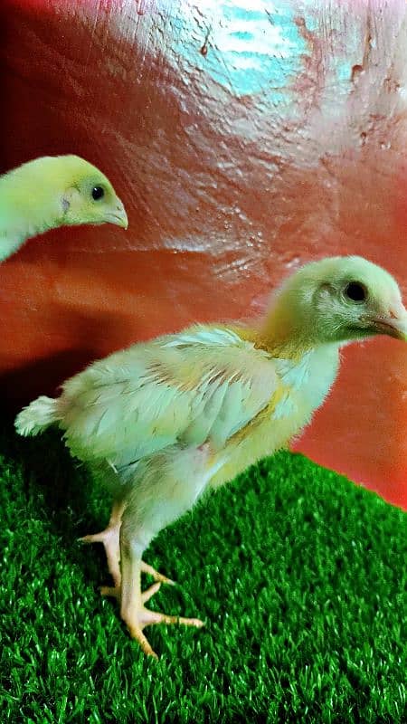 Very Top Quality Bird White king Oh Shamo Chick's for sale 2