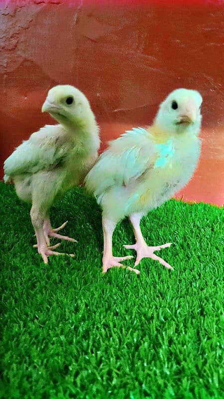 Very Top Quality Bird White king Oh Shamo Chick's for sale 3