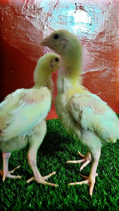 Very Top Quality Bird White king Oh Shamo Chick's for sale 4