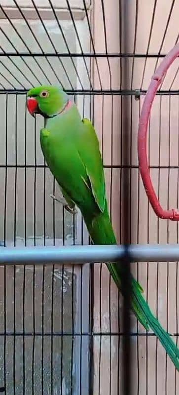 Green ringneck 0