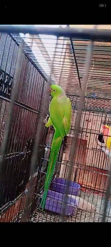 Green ringneck 1