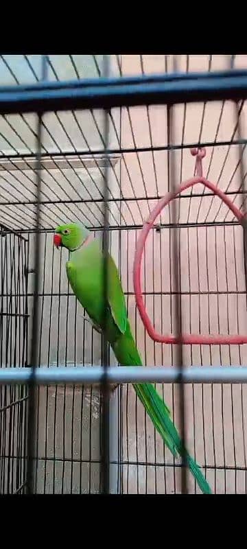 Green ringneck 2