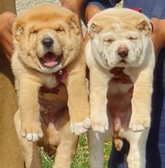 Alabai Dog pair | King Alabai Breed | Alabai Puppies | security dog