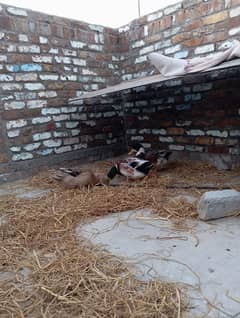 2 Male and 1 female ducks for Sale