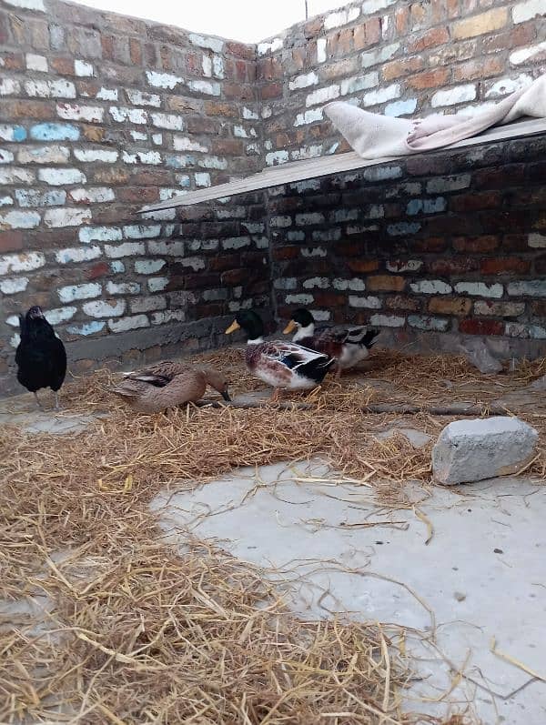 2 Male and 1 female ducks for Sale 1