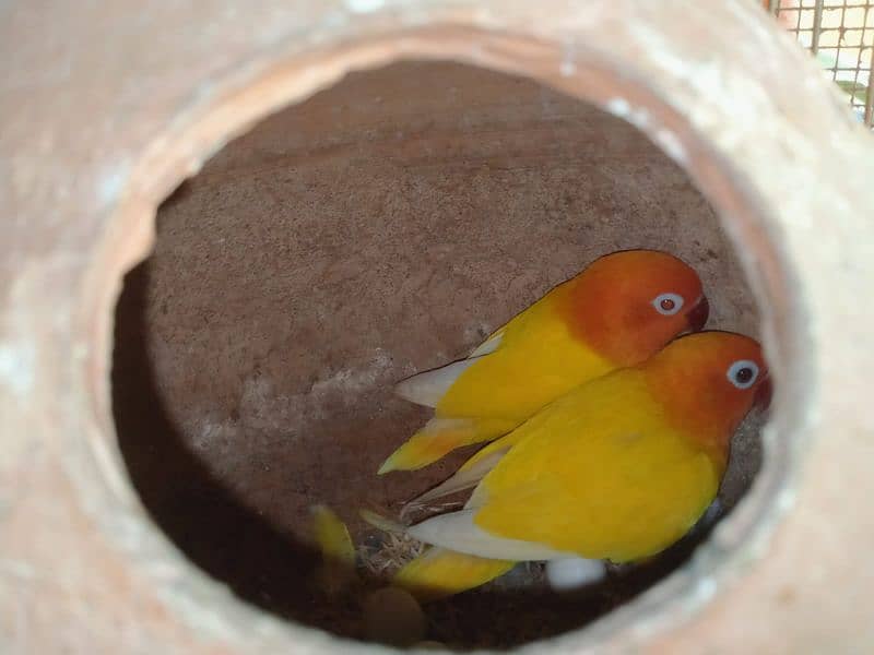 Breeder Pairs Albino/ Lutino/ Color Lovebirds 0