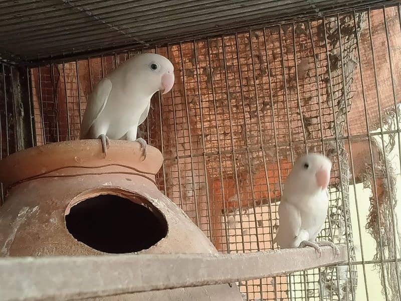 Breeder Pairs Albino/ Lutino/ Color Lovebirds 1