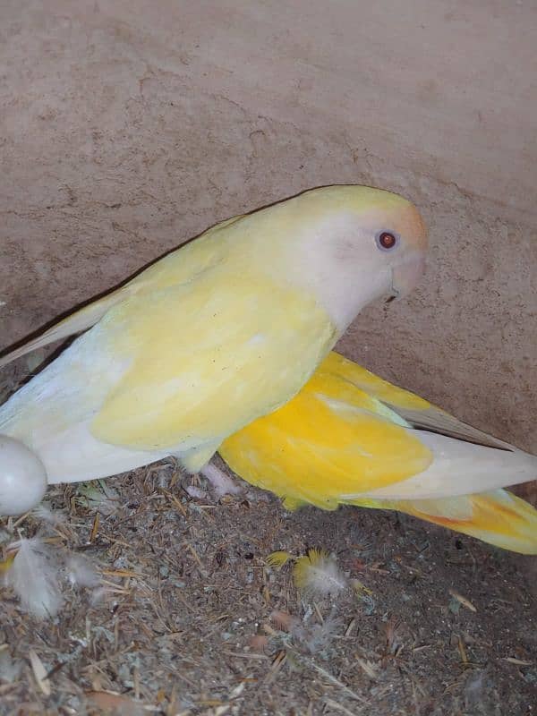 Breeder Pairs Albino/ Lutino/ Color Lovebirds 2