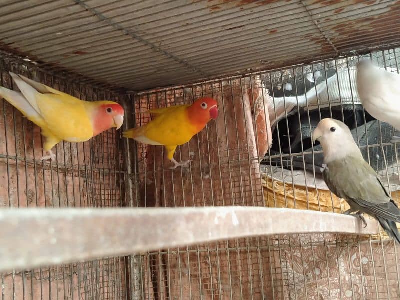 Breeder Pairs Albino/ Lutino/ Color Lovebirds 3