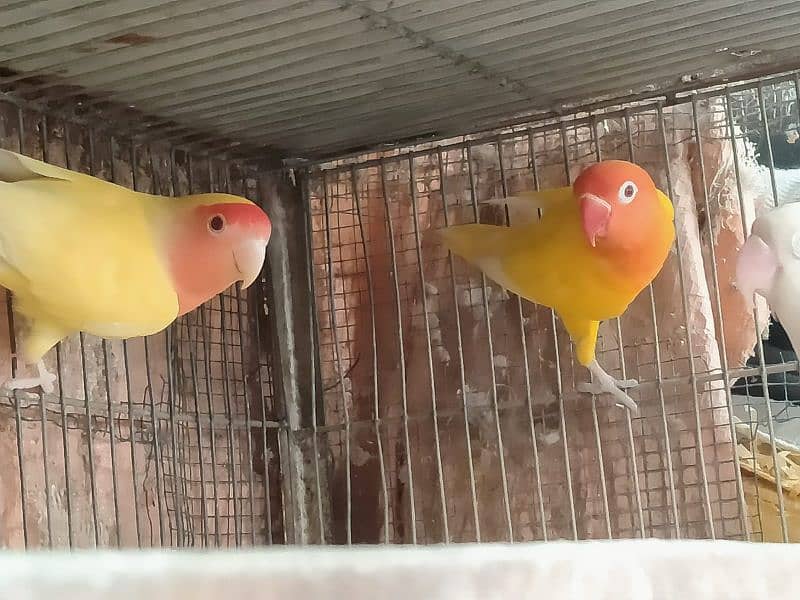 Breeder Pairs Albino/ Lutino/ Color Lovebirds 4