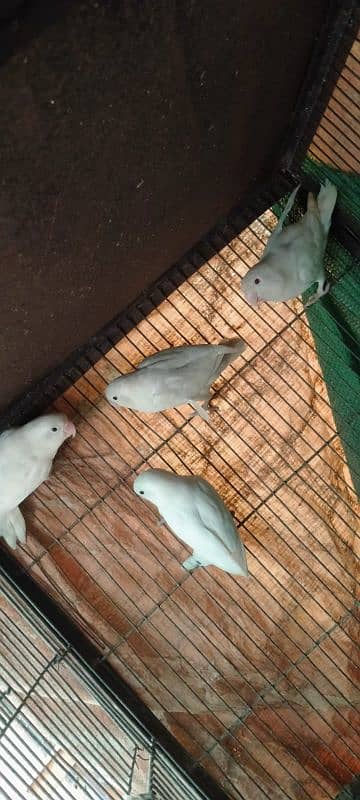 Breeder Pairs Albino/ Lutino/ Color Lovebirds 7