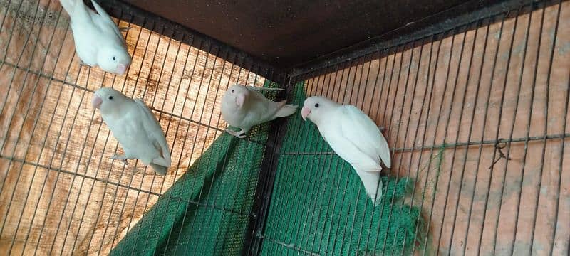 Breeder Pairs Albino/ Lutino/ Color Lovebirds 9