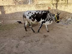 frisson cholistani cow