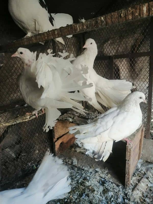 white fantail pigeon 0