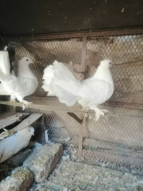 white fantail pigeon 1