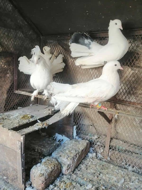 white fantail pigeon 2