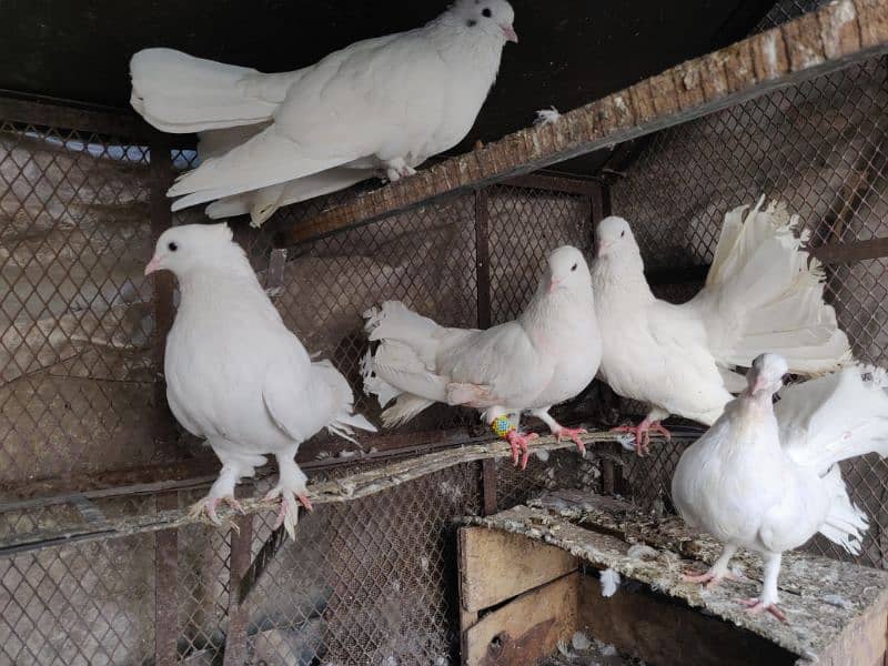 white fantail pigeon 3