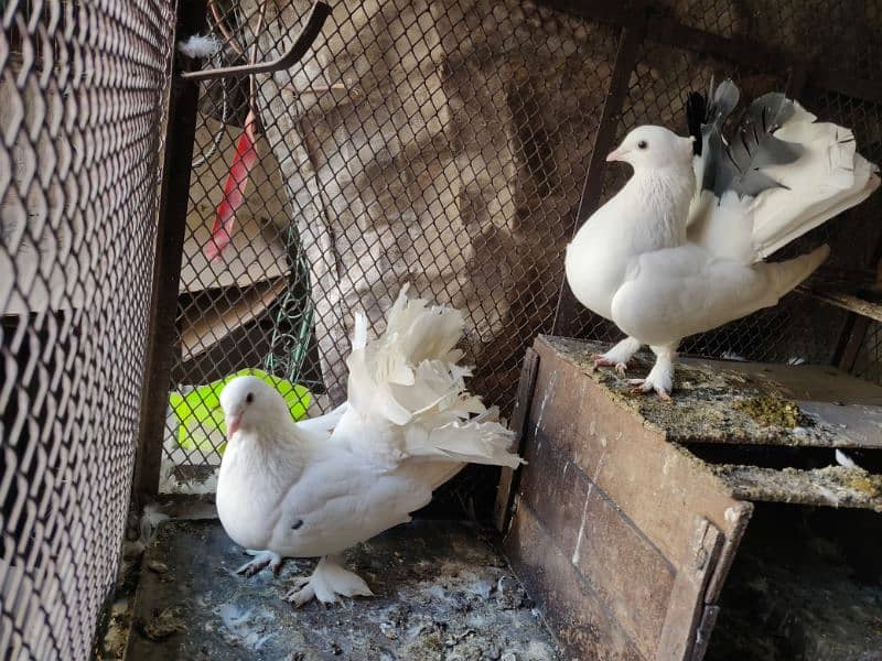 white fantail pigeon 4