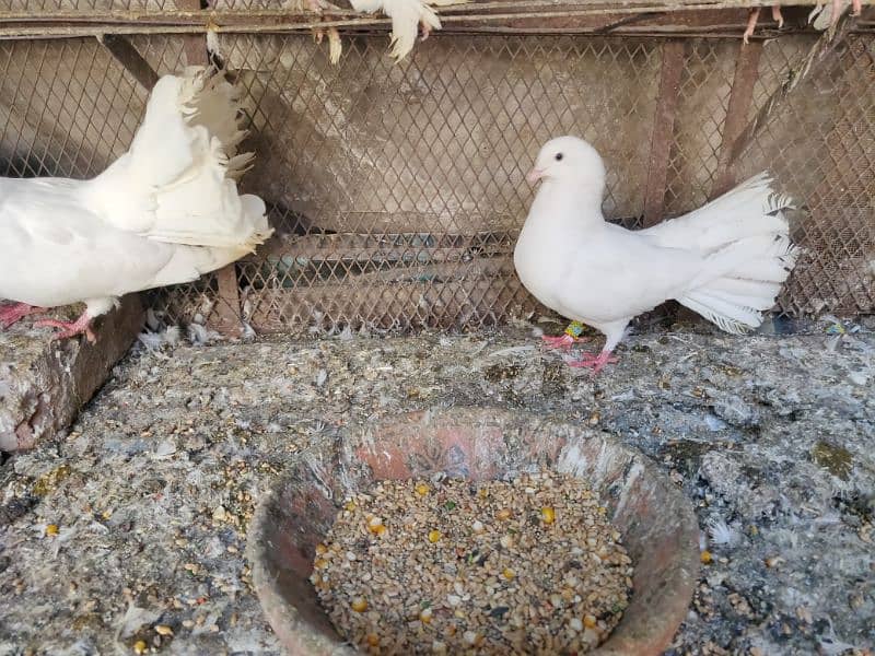 white fantail pigeon 5