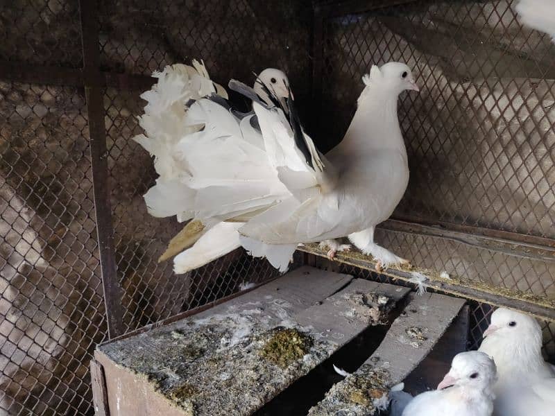 white fantail pigeon 6