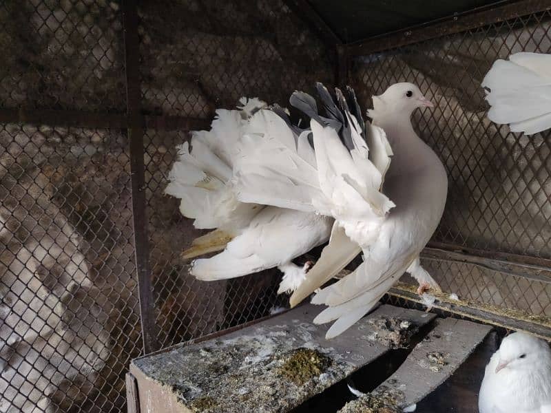 white fantail pigeon 7