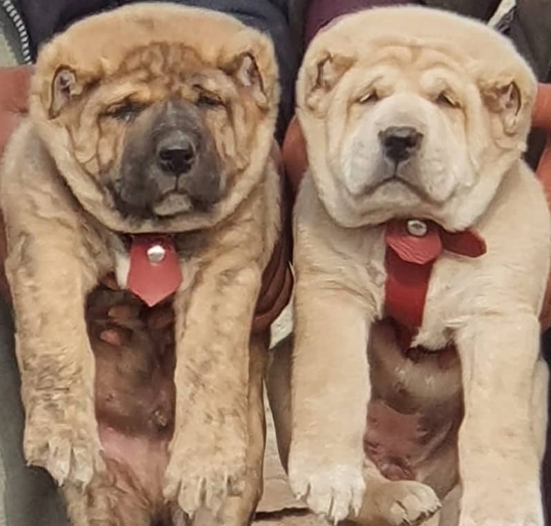 Alabai Dog pair | King Alabai Breed | Alabai Puppies 0