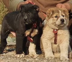 Alabai Dog pair | King Alabai Breed | Alabai Puppies