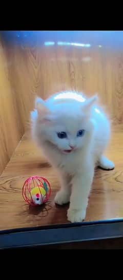 Persian cat for sale male female my WhatsApp 0324=071=6105