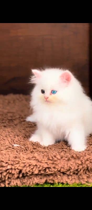 Persian cat for sale male female my WhatsApp 0324=071=6105 1