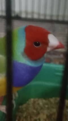 Lady Gouldian Exhibition Jumbo Size Breeding Birds Available