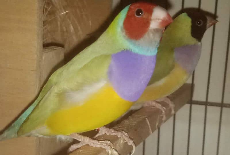 Lady Gouldian Exhibition Jumbo Size Breeding Birds Available 2