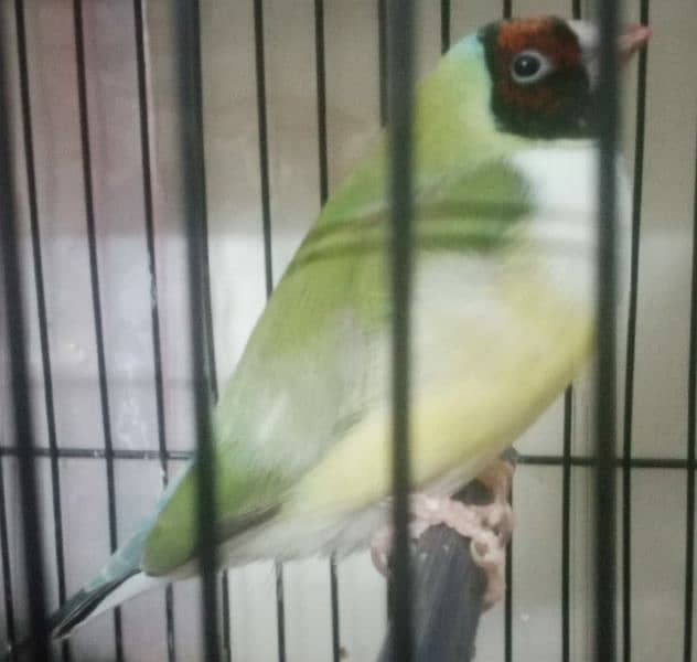 Lady Gouldian Exhibition Jumbo Size Breeding Birds Available 3