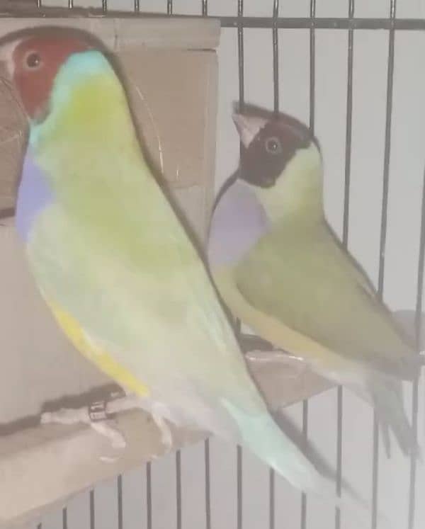 Lady Gouldian Exhibition Jumbo Size Breeding Birds Available 4