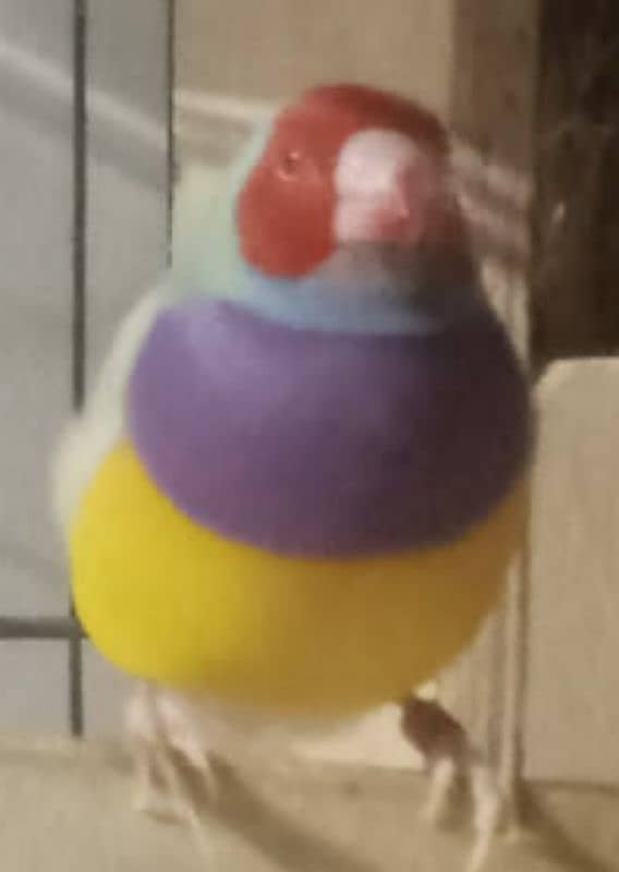 Lady Gouldian Exhibition Jumbo Size Breeding Birds Available 5