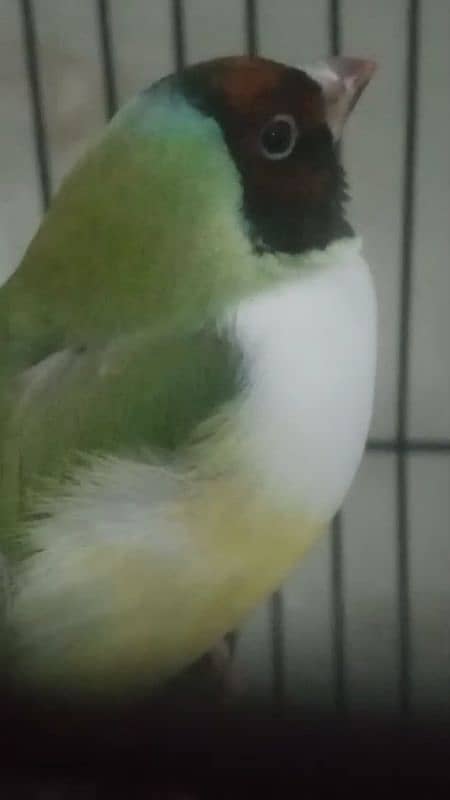 Lady Gouldian Exhibition Jumbo Size Breeding Birds Available 6