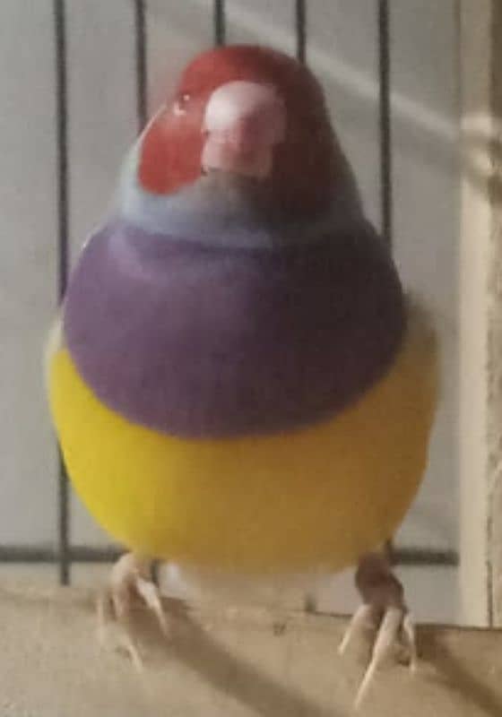 Lady Gouldian Exhibition Jumbo Size Breeding Birds Available 7