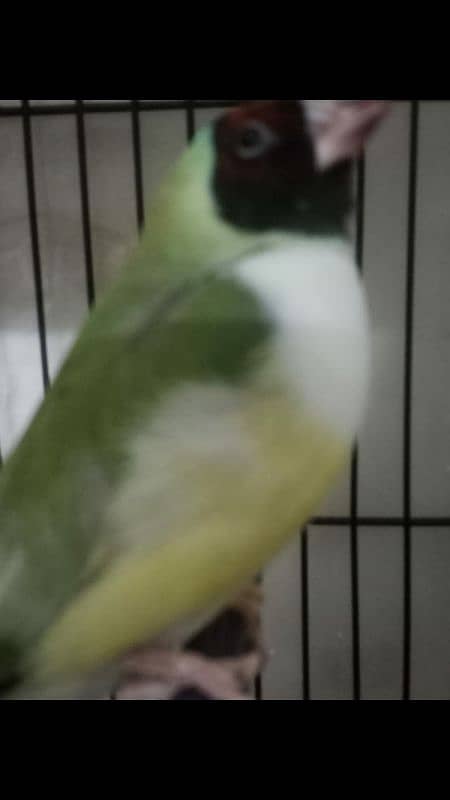 Lady Gouldian Exhibition Jumbo Size Breeding Birds Available 8