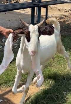 Bakri