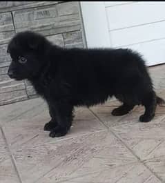 Black German Shepherd puppies| Long Coat puppy | Dog | GSD