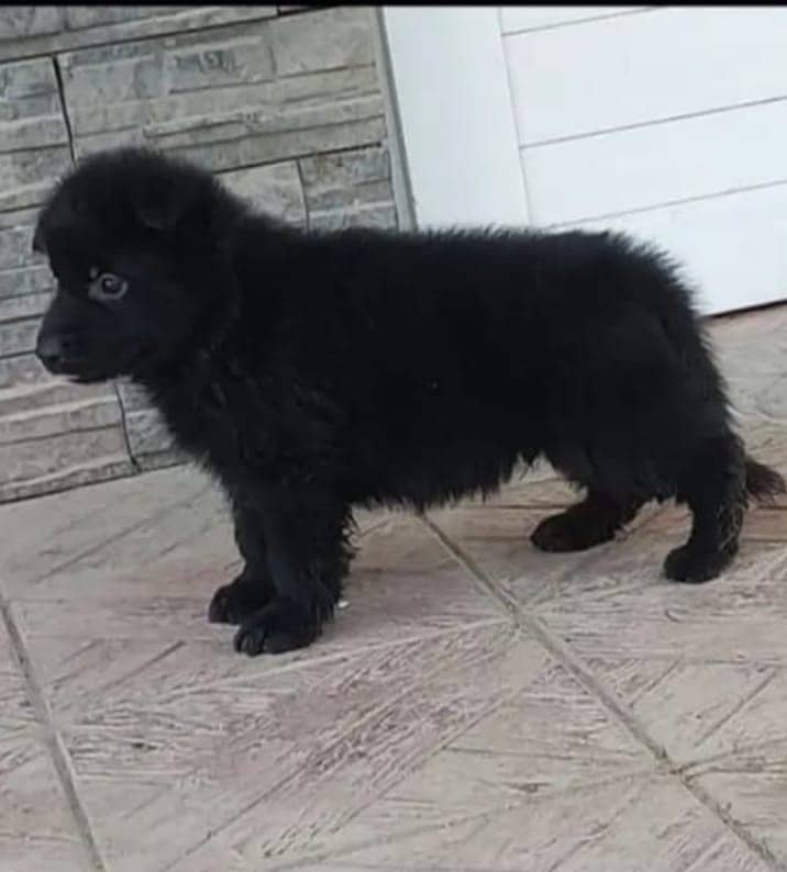 Black German Shepherd puppies| Long Coat puppy | Dog | GSD 0