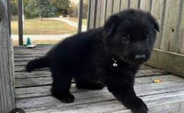 Black German Shepherd puppies| Long Coat puppy | Dog | GSD 1