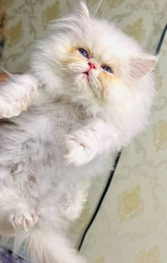 perisan /kittens/ //Kittens for sale /calico/peki/bicolour