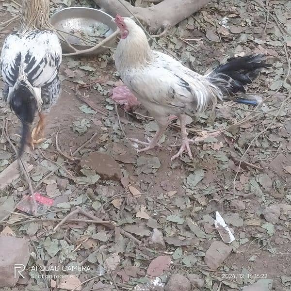 aseel mugra 6 murga 2 mugri  for sell 03036308392 3