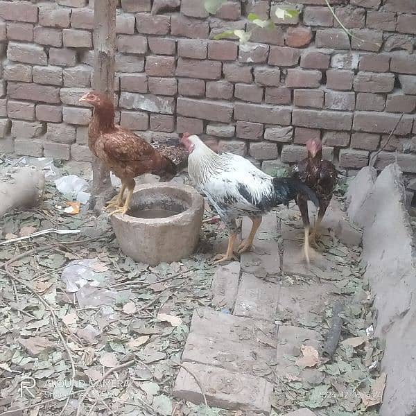 aseel mugra 6 murga 2 mugri  for sell 03036308392 14