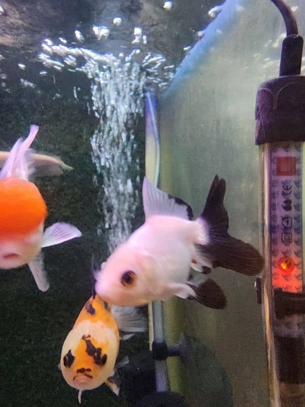 3 goldfish for sale 0