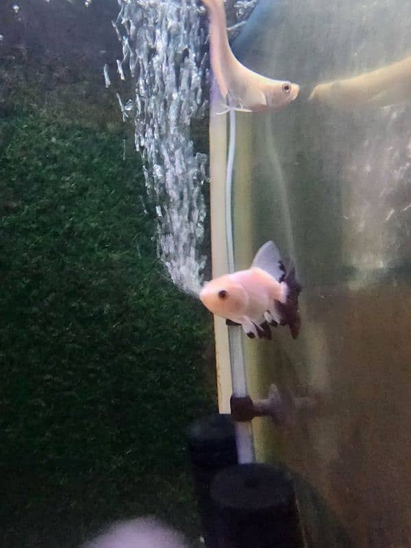 3 goldfish for sale 1