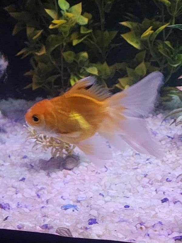 3 goldfish for sale 4