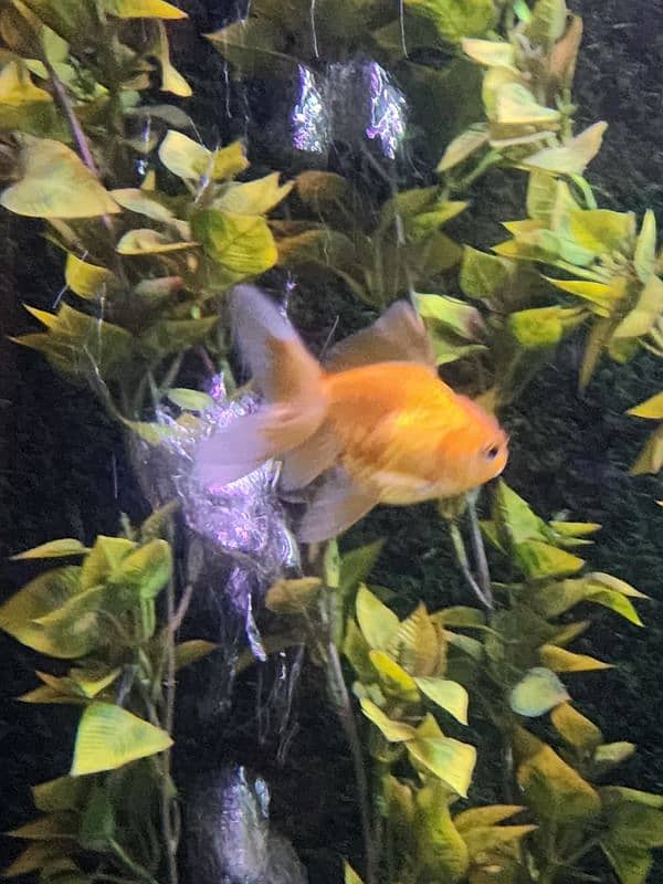 3 goldfish for sale 7