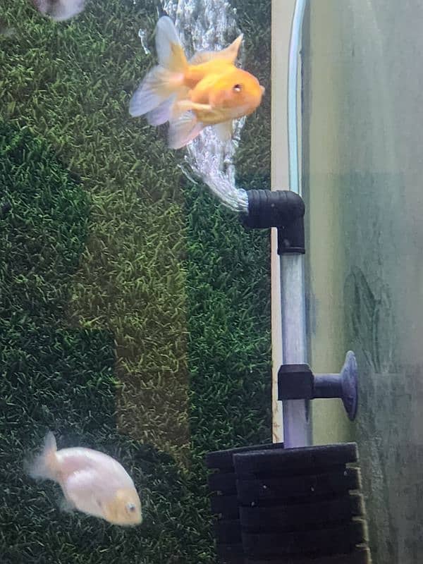 3 goldfish for sale 10