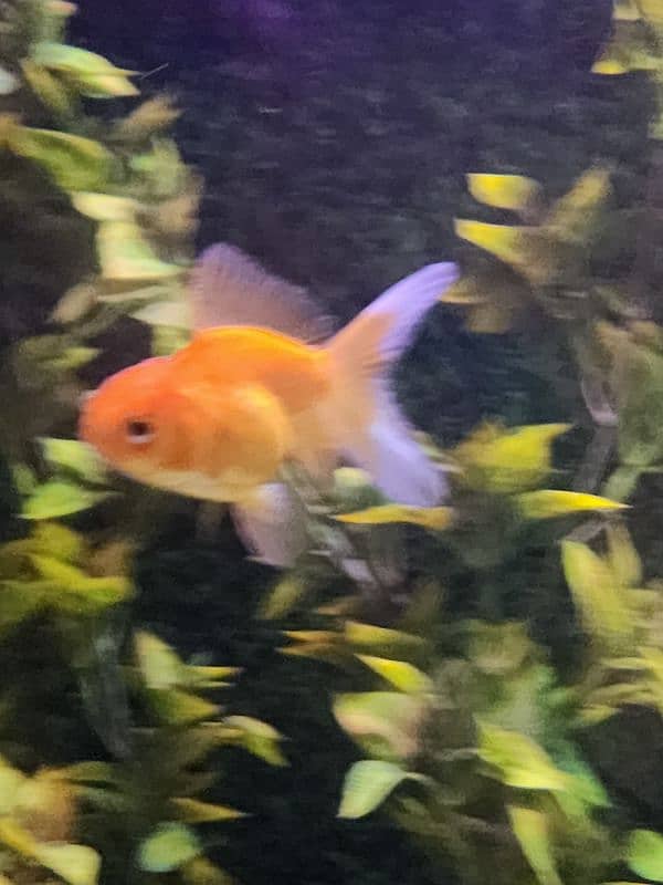 3 goldfish for sale 11